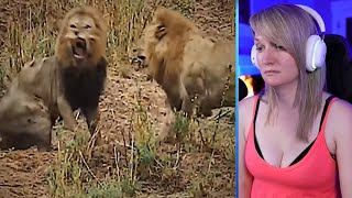 15 Of The Most Merciless Lion Attacks You Will Ever See Part 1 | Pets House