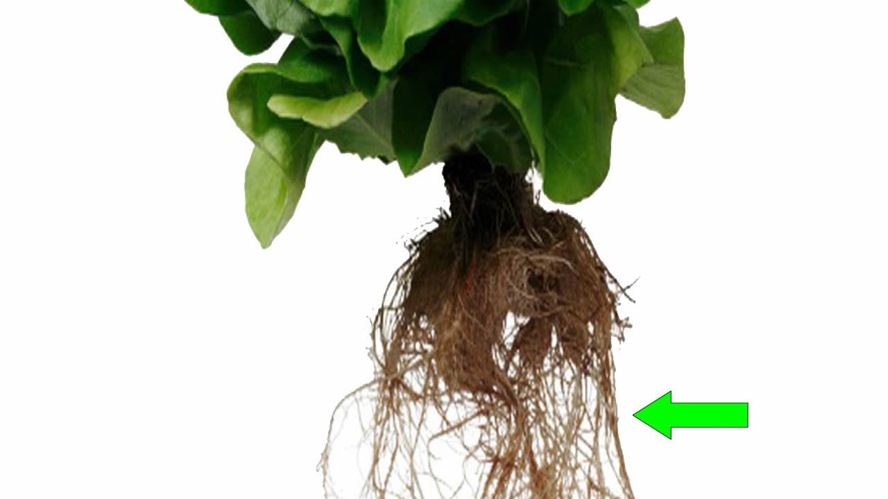 root-plant ASL - YouTube