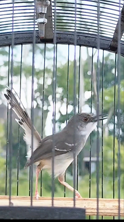 SUARA ASLI BURUNG CIBLEK #ciblekkristal #ciblek #ciblekgacor