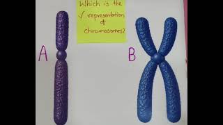 Chromosome vs Chromatid
