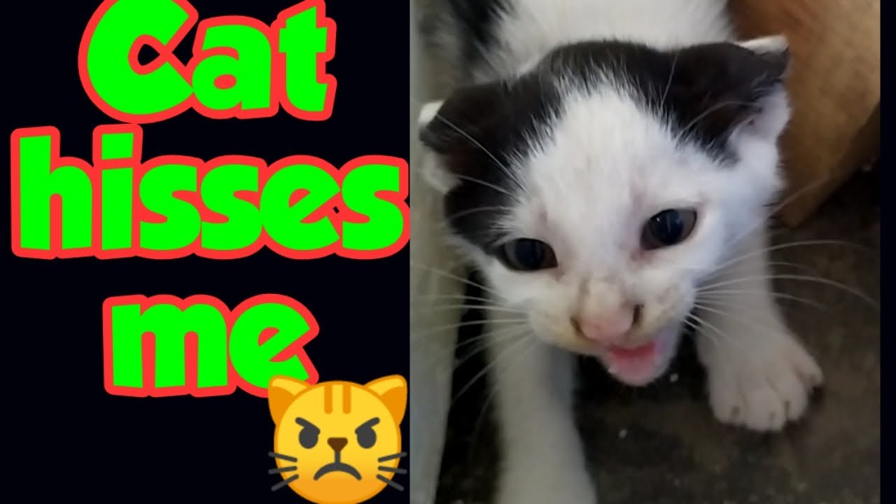 Angry Cat Hisses at me Funny cute cat and kitten videos compilation
