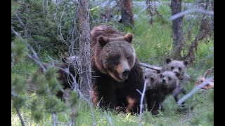 Wildlife Photography-Grizzly 399 Quad Cub Dinner Time-4 cubs-Jackson Hole/Grand Teton/Yellowstone