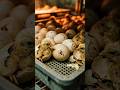 Modern Poultry Hatchery: How Thousands of Chicks are Born 🐥 (Industrial Process)#shortsfeed #shorts