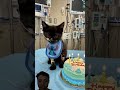 #cat #cake #kitten #birthday #happybirthday #funny #aiandcats #aicats