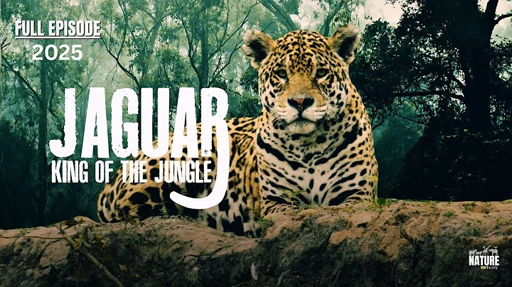 Jaguar: King of the Jungle | Full Episode | Nature Documentary 