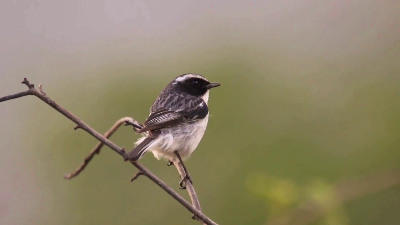 Grey Bushchat