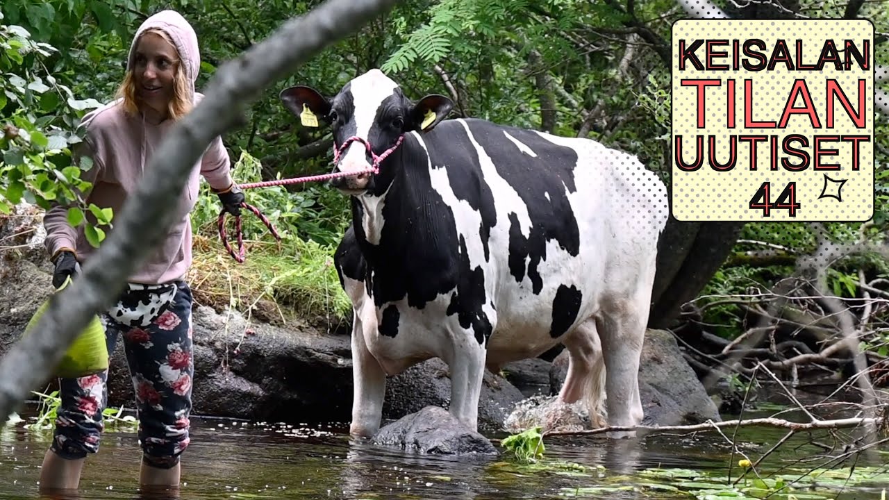 Karkulaisia ja miljoona kiloa hernettä