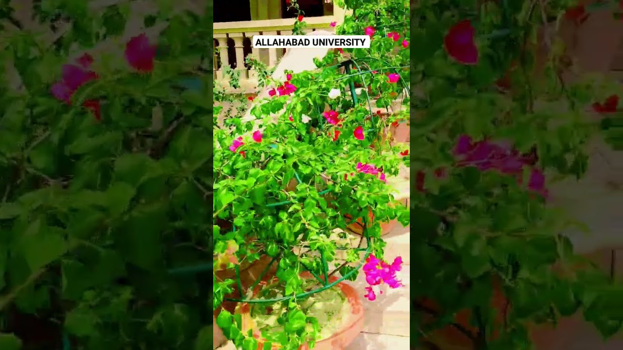 ALLAHABAD UNIVERSITY| 