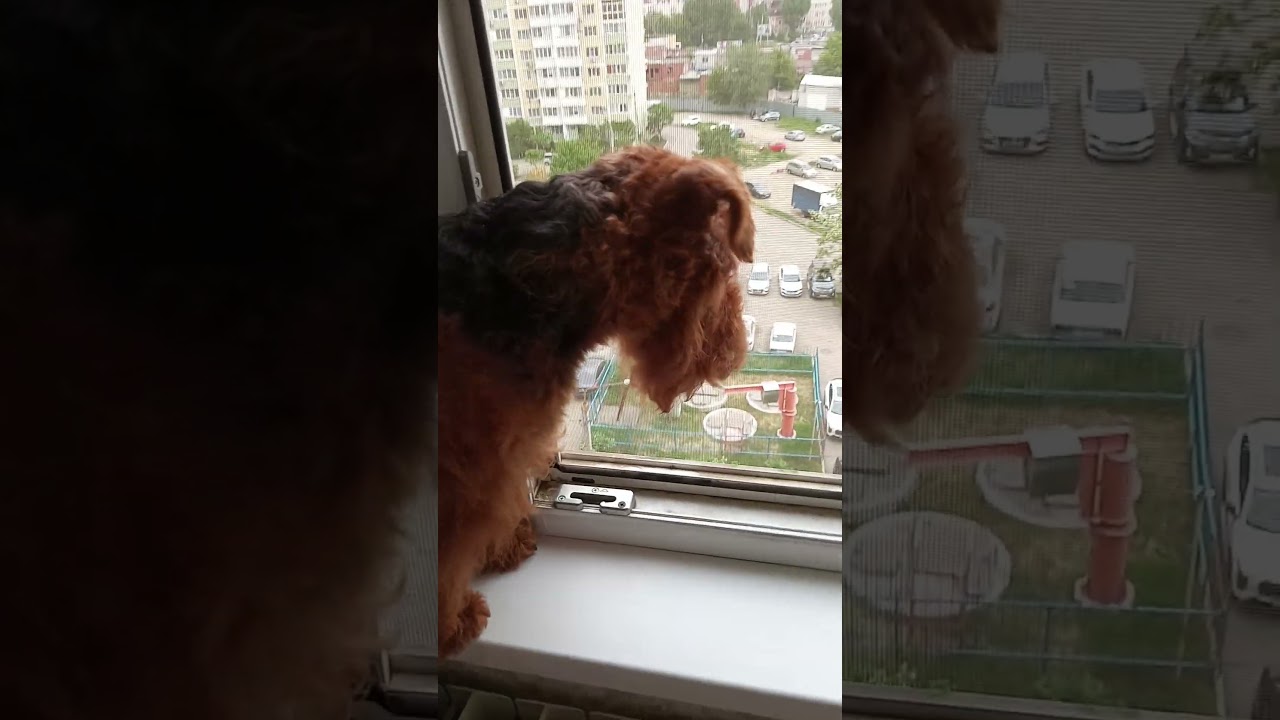 Вельштерьер Джеймс сидит и смотрит в окно.