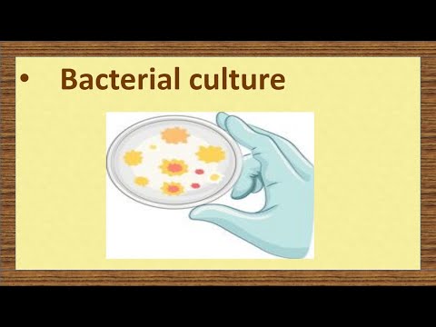 Bacterial smear preparation - microbiology
