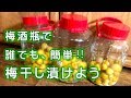 梅酒瓶で漬ける❗️簡単！梅干し1