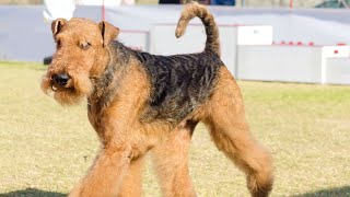 Train an Airedale Terrier: Basic Tips & Tricks