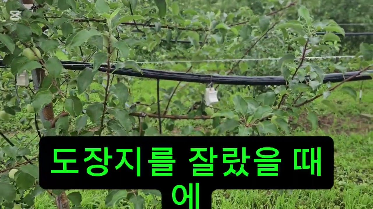 사과를 한뼘 거리로 적과해야 하나? 적게 달면 굵어질까? 한군데 모여 달면 잘 안클까? 도장지를 제거하면 뭐가 필요할까?