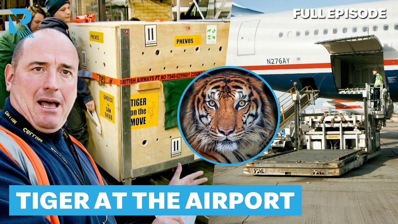Staff Have To Deal With The Arrival Of A TIGER! | Heathrow: Britain's Busiest Airport | Full Episode