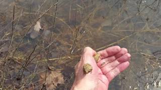 Michigan Spring Peepers - April 9, 2017