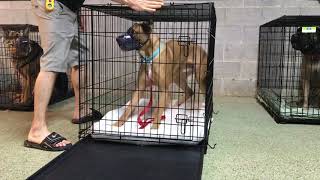 Max 25 Hour Progress Reactive Boxergerman Shepherd