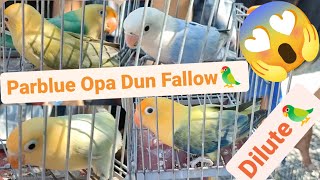 Vlog346 Parblue Opaline Dun Fallow🦜😱🦜 Parblue Opaline Dilute Vio Opaline Dilute😱🦜😱Makinis by D4NUC  4VI4RY 2,101 views 1 month ago 22 minutes