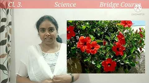Science - Class - 3 Bridge course - 1