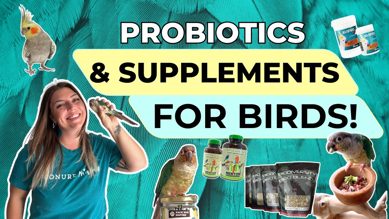 Which supplements should you give your bird?