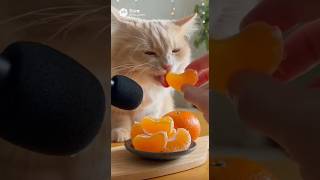 みかんを頬張る猫の咀嚼音をお聞きください