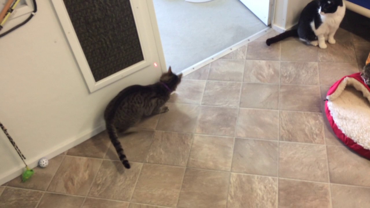 cute cats for sale Jerry loves to play chase