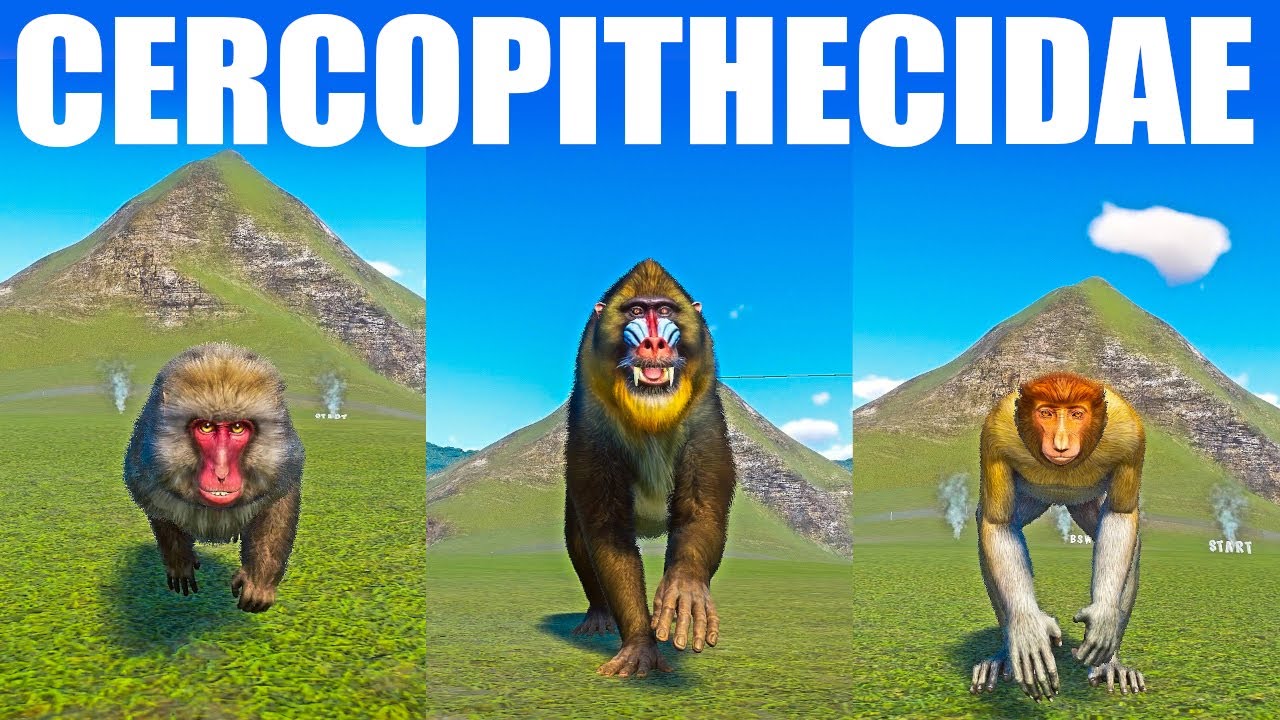 Monkey Rases Cercopithecidae Category Speed Races in Planet Zoo included Macaque ...