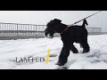 Winter walk with Kerry Blue Terrier Cinematic video (PAJK) の動画、YouTube動画。