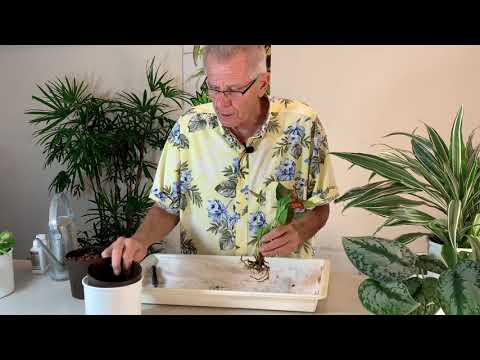 Comment Transplanti plantes de sol dans hydroponique - Notions de base - Partie 1 de 2