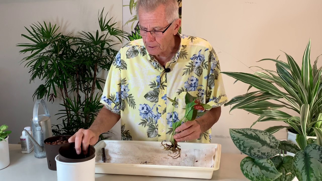 How to Transplant Soil Plants into Hydroponics - The Basics - Part 1 of 2