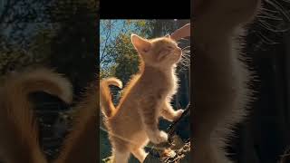 "❣️❤️my cutie cat❤️❣️" #cat #musicremix #butifyoucloseyoureyes #cute #kitty