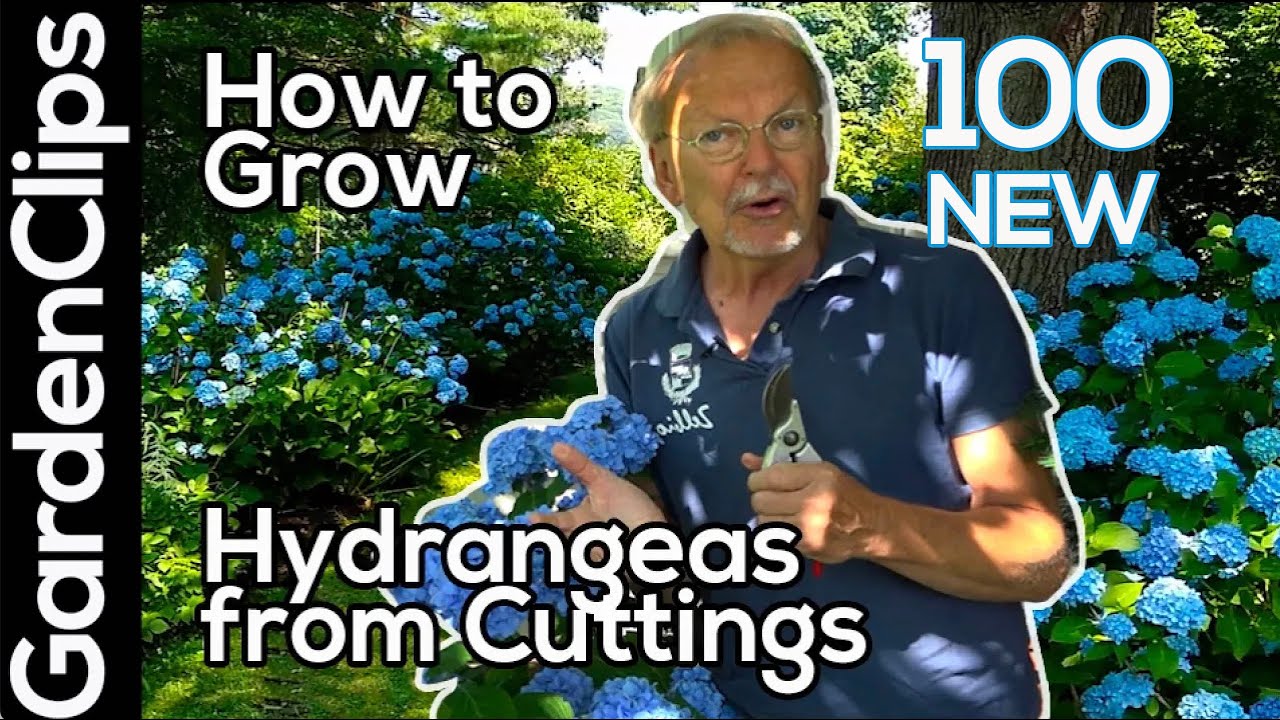 The SECRET to Choosing the Best Stem Cuttings to Propagate Hydrangeas - Step by step Guide
