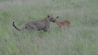 Incredible footage of leopard behaviour during impala kill - Sabi Sand Game Reserve, South Africa-10