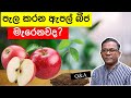 ඇපල් බීජ පැලකරන කොට හැමෝටම එන ප්‍රශ්න |How to Grow an Apple tree from seeds | Q&A