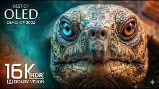 Amazing OLED HDR Test 16K Video | 4k video - 4k video ultra hd 120 fps | ULTRA Black OLED Demo HDR