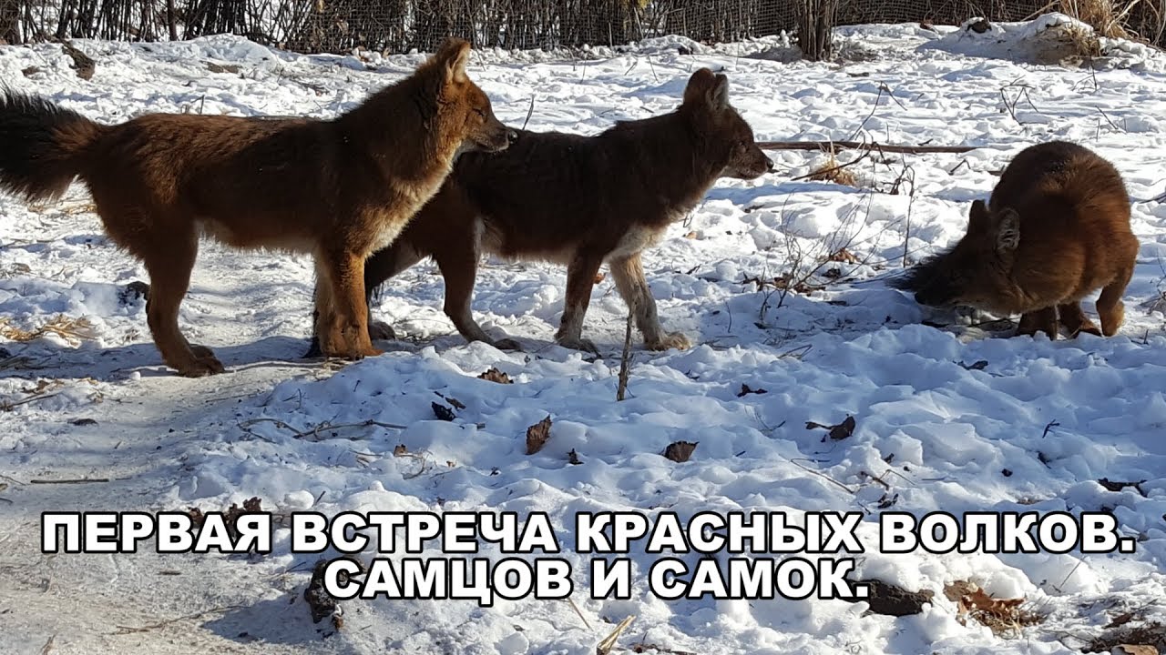 Красный встречаться. Волк самец и самка. Стая Волков Альфа самец. Красный волк стая.