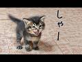 可愛すぎて震える…生まれて初めてのシャーがとんでもない威力の子猫ｗ