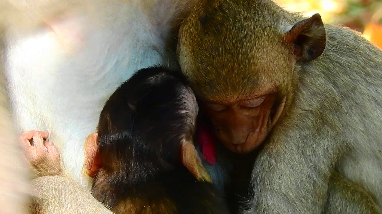 Poor Janna Angry Janet Doing This On Her! Older Sibling Nursing, Younger Not!