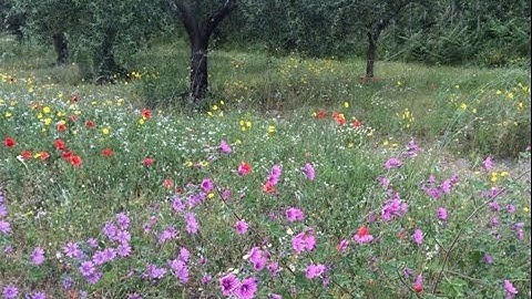 Reduce File Size on Desktop and Server / Make Video with ALLcapture - TurboDemo