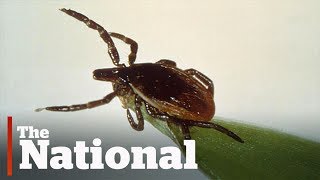 Lyme disease growing in Canada