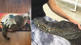 Ozzy Man Reviews: Animals Relaxing