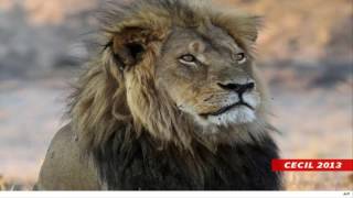 Xanda, Son Of Cecil The Lion, Killed By Hunter In Zimbabwe