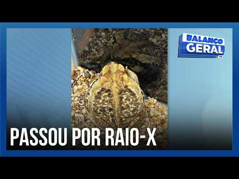 Cururu toad attacked by dog undergoes treatment in Uberlândia
