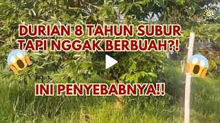 DURIAN 8 TAHUN SUBUR TAPI NGGAK BERBUAH?!! KOK BISA?!