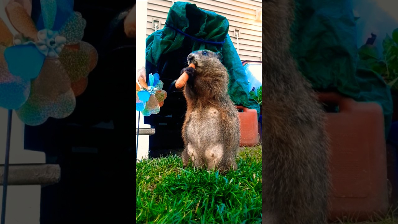 Mr. Sparkle That's Dad Joke Was Laughter At First Hearing 🥕🐾 