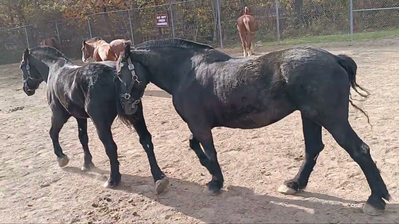 Allegheny County Police Horses. 
