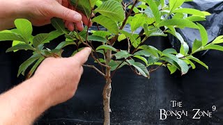 Pruning My Guava Tree and Rain, The Bonsai Zone, Aug 2022