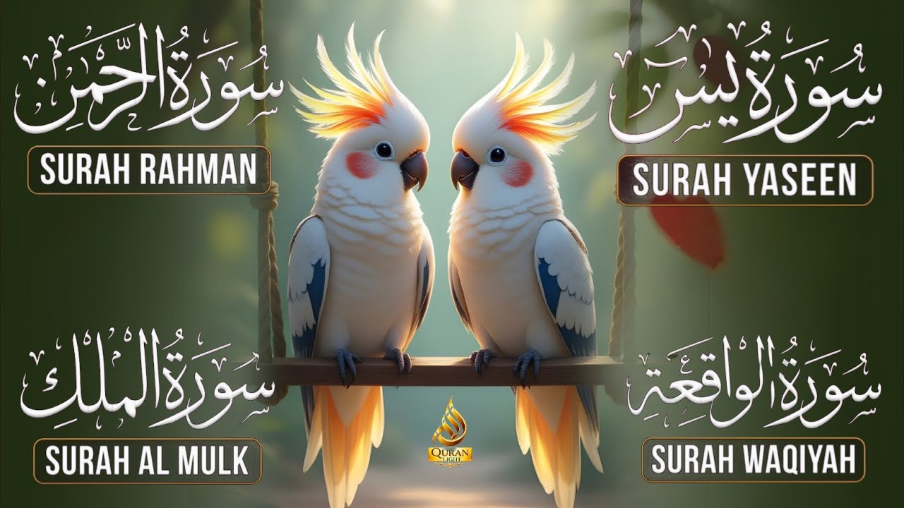 Very Nice Voice Surah Yaseen | Surah Rahman | Surah Waqiah | Surah Mulk l Reciter Ashraf Hussain 003