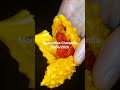 Momordica Charantia #shorts #nature #fruit #frutas #salud