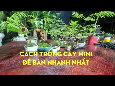 Video: Cây mini: Trồng cây rất nhỏ