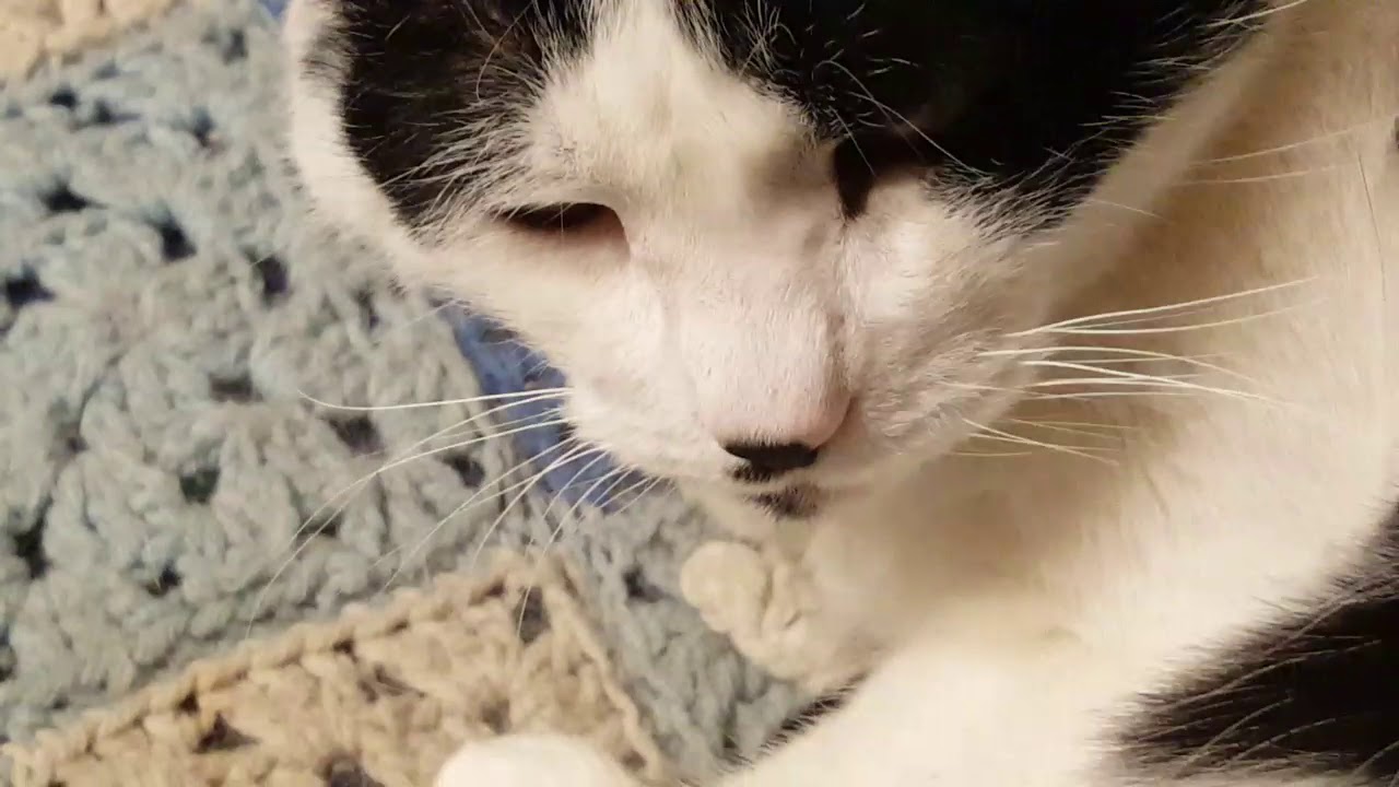 Cats and Plants | All in a day | A Tuesday at That